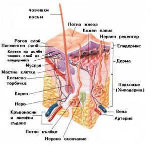 36 000 в „щипките“ на рака 2010 г. в България