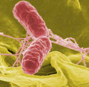 Bacterii giardia - Bacterii giardia sintomo. Meniu cont utilizator